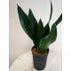 Sansevieria trifasciata Grey Strips  Ø 15/19 ( 40-50 )