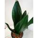 Sansevieria trifasciata Grey Strips  Ø 15/19 ( 40-50 )