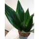 Sansevieria trifasciata Grey Strips  Ø 15/19 ( 40-50 )