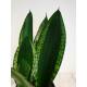 Sansevieria trifasciata Grey Strips  Ø 15/19 ( 40-50 )