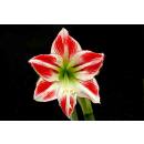 Amaryllis ( Ø 13/12 ) 1 Blüten-Knospe