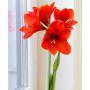 Amaryllis ( Ø 13/12 ) 1 Blüten-Knospe