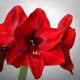 Amaryllis ( Ø 13/12 ) 1 Blüten-Knospe