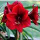 Amaryllis ( Ø 13/12 ) 1 Blüten-Knospe