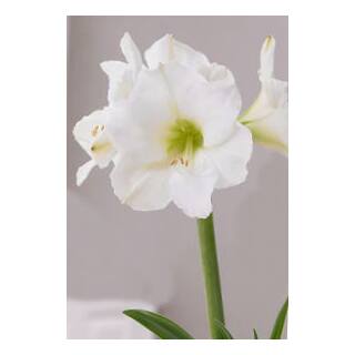 Amaryllis ( Ø 13/12 ) 1 Blüten-Knospe Weiß