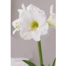 Amaryllis ( Ø 13/12 ) 1 Blüten-Knospe Weiß