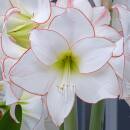 Amaryllis Picotee ( Ø 13/12 ) 2 Blüten-Knospen