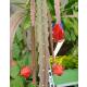 Epiphyllum - KarminROT hybrid Osterholz PE 112 ( Ø 15/19 50-60) - Königinnen der Nacht