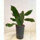 Epiphyllum oxypetalum ( Ø 15/19 40-60) - Königinnen der Nacht