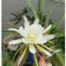 Epiphyllum oxypetalum ( Ø 15/19 40-60) - Königinnen der Nacht