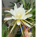 Epiphyllum oxypetalum ( Ø 15/19 40-60) - Königinnen der Nacht