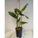 Alpinia zerumbet Variegata - Muschelingwer ( Ø 15/19 ) 60-80