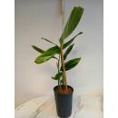 Alpinia zerumbet Variegata - Muschelingwer ( Ø 15/19 ) 60-80