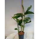 Alpinia zerumbet Variegata - Muschelingwer ( Ø 15/19 ) 60-80