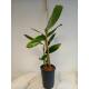 Alpinia zerumbet Variegata - Muschelingwer ( Ø 15/19 ) 60-80