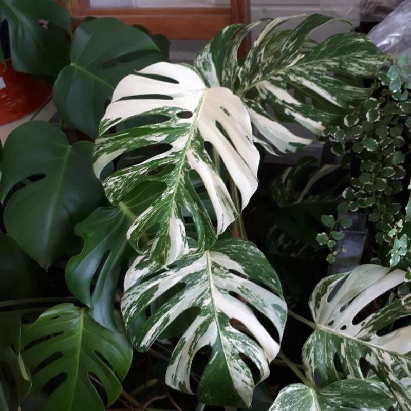 Monstera Deliciosa Variegata O 18 19 Panaschiertes Fensterblatt G 132 43