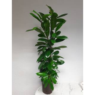 Ficus cyathistipula  120-140, 18-19