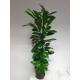 Ficus cyathistipula  120-140, 18-19