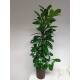 Ficus cyathistipula  120-140, 18-19