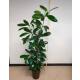 Ficus cyathistipula  120-140, 18-19