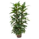 Ficus cyathistipula  100-120, 18-19