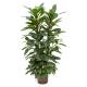 Ficus cyathistipula  100-120, 18-19