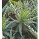 Aloe humilis  ( Ø 11/09 )