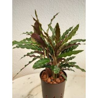 Calathea Wavestar (Ø 13/12)