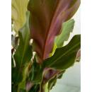 Calathea Wavestar (Ø 13/12)