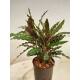 Calathea Wavestar (Ø 13/12)