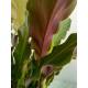 Calathea Wavestar (Ø 13/12)