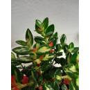 Hypocyrta glabra  Variegata - Kussmäulchen grün-gelbes Blatt ( Ø 13/12 )