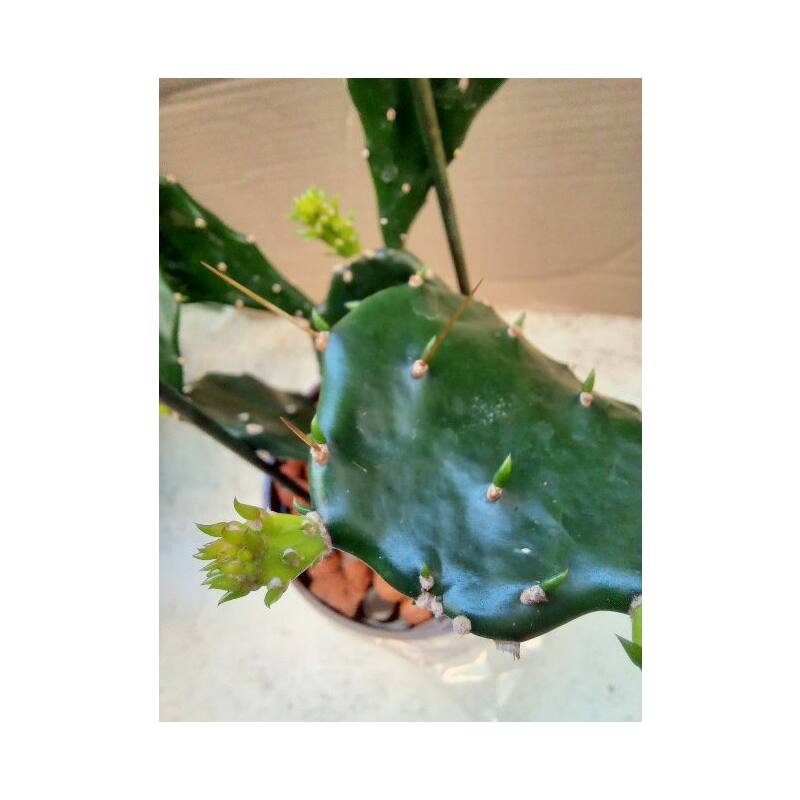 Opuntia jamaicensis 'Jamaica Kaktus' Ø 1312 Größe 3 HYDROKULTUR