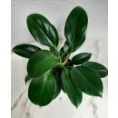 Philodendron Green Princess   ( Ø 13/12 )  20-30