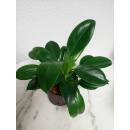 Philodendron Green Princess   ( Ø 13/12 )  20-30