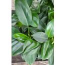 Philodendron Green Princess   ( Ø 13/12 )  20-30