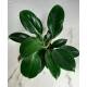 Philodendron Green Princess   ( Ø 13/12 )  20-30