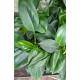 Philodendron Green Princess   ( Ø 13/12 )  20-30