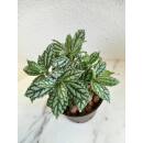 Pilea cadierei (Ø 13/12)