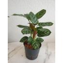 Calathea setosa Compactstar - Korbmarante  (Ø 13/12) 40-60