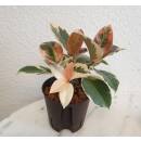 Ficus elastica Tineke 50-60cm 2pp ( Ø 13/12 ) -...