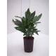 Chamaedorea metallica  ( Ø 15/19 ) - Silbrige Bergpalme 50-60 cm, 2pp