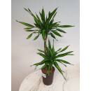 Dracaena der. Rikii  Ø 15/19  ( 45/15,   80 - 100 )