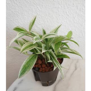 Dracaena surculosa Mike White ( Ø 13/12 )