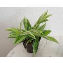 Dracaena surculosa Mike White ( Ø 13/12 )