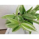 Dracaena surculosa Mike White ( Ø 13/12 )