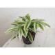 Dracaena surculosa Mike White ( Ø 13/12 )