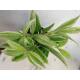 Dracaena surculosa Mike White ( Ø 13/12 )
