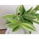 Dracaena surculosa Mike White ( Ø 13/12 )