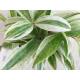 Dracaena surculosa Mike White ( Ø 13/12 )
